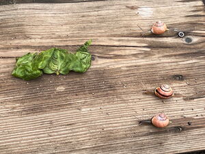 Naturtag mit Schnecken