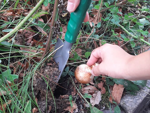 Zwiebel pflanzen im Schulgarten
