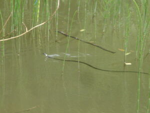 Teich mit Schlange