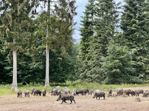 Kinder beim Beobachten von Wildtieren