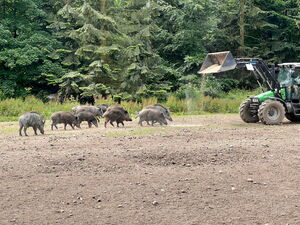 Kinder beim Beobachten von Wildtieren