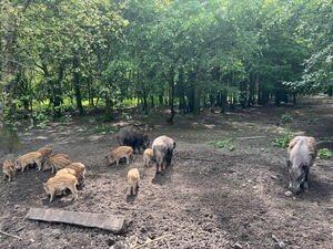 Kinder beim Beobachten von Wildtieren