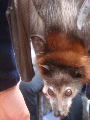 Fledermaus