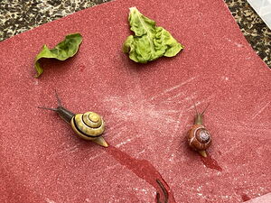 Naturtag mit Schnecken