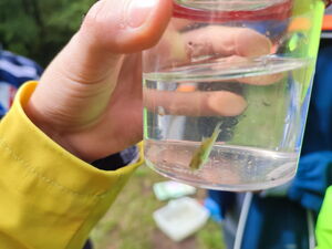 Kinder beim Experimentieren im Freien