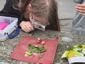 Naturtag mit Schnecken