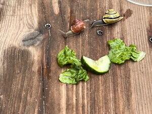 Naturtag mit Schnecken