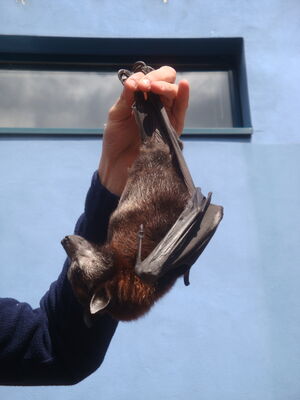Fledermaus