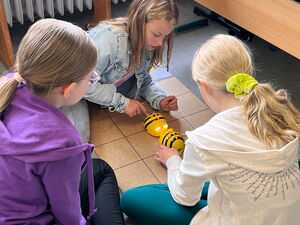 Schülerinnen und Schüler beim Experimentieren mit Beebots