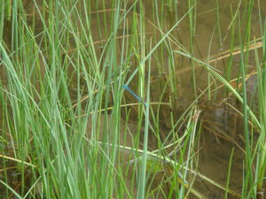 Teich mit Libelle